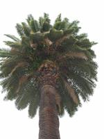 Palme, Maderno