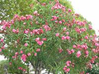 Oleander