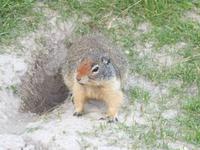 Streifenhörnchen