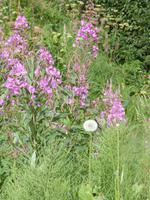 Feuerweizen  oder auch Weidenröschen