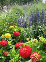 Sommerplanzen