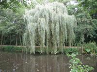 Stille