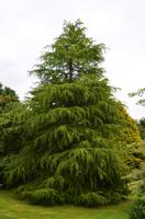 146 Trewidden Garden