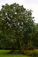 148 Trewidden Garden