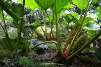 154 Trewidden Garden