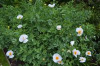 159 Trewidden Garden