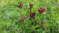0094 Wanderung am Trübsee - roter Enzian