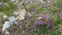 0313 Wanderung auf dem Blumenweg von Blauherd nach Sunegga