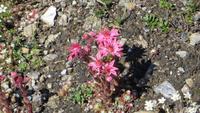 0319 Wanderung auf dem Blumenweg von Blauherd nach Sunegga - Berg-Hauswurz