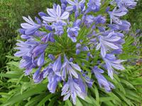 074_im Coronation Park_blaue Akapantus