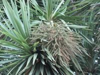 075_im Coronation Park_Keulenlilie