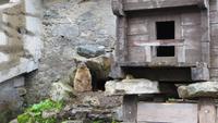 0461 Murmeltier am Grimselpass