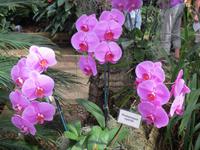 150_Orchideenpracht