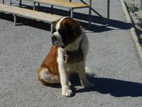 auf dem Gornergrat ....