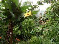 im Schmetterlingshaus