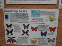 im Schmetterlingshaus