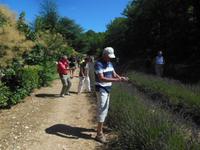 Abtei Senanque im Luberon mit Lavendelfelder 