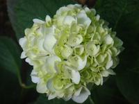 Hortensien