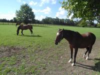 Im Irish national Stud