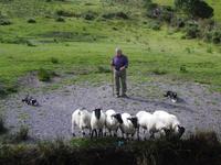 Schäfer bei der Arbeit