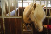 auf dem Pferdehof Flugumyri