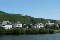 Weinhang 