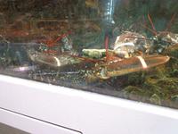 lebende Langusten und Hummer mit verbundenen Scheren im Aquarium