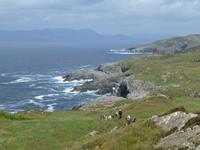 Sheeps Head