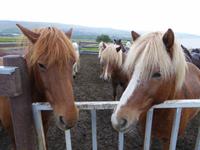 Ausritt auf Island-Pferden