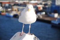 Blinder Passagier  auf der MS Princess Seaways