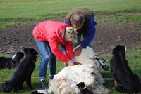 Schafsschur unter Anleitung