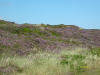 Heideflächen auf Sylt