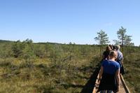 Moorwanderung im Laheema-Nationalpark