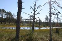 Moorwanderung im Laheema-Nationalpark