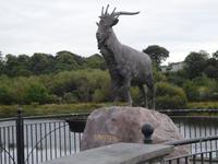 Puck in Killorglin