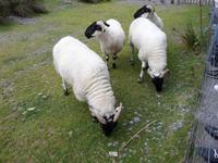 Kells Sheepfarm