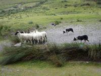 Kells Sheepfarm
