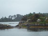 Seelöwen