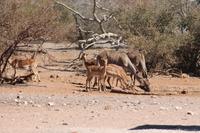 Impalas und Kudus