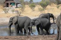 Elefanten am Wasserloch