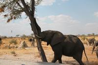 Elefant fällt Baum