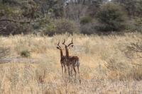 Impalas