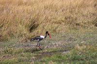 Sattelstorch