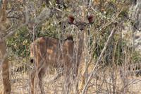 Kudu