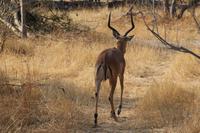 Impala