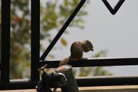 Eichhörnchen