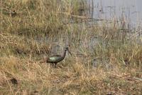 Caprivi Zipfel