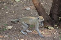 Meerkatze