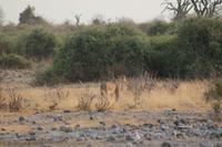 Löwen im Chobe Nationalpark