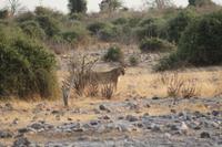 Löwen im Chobe Nationalpark